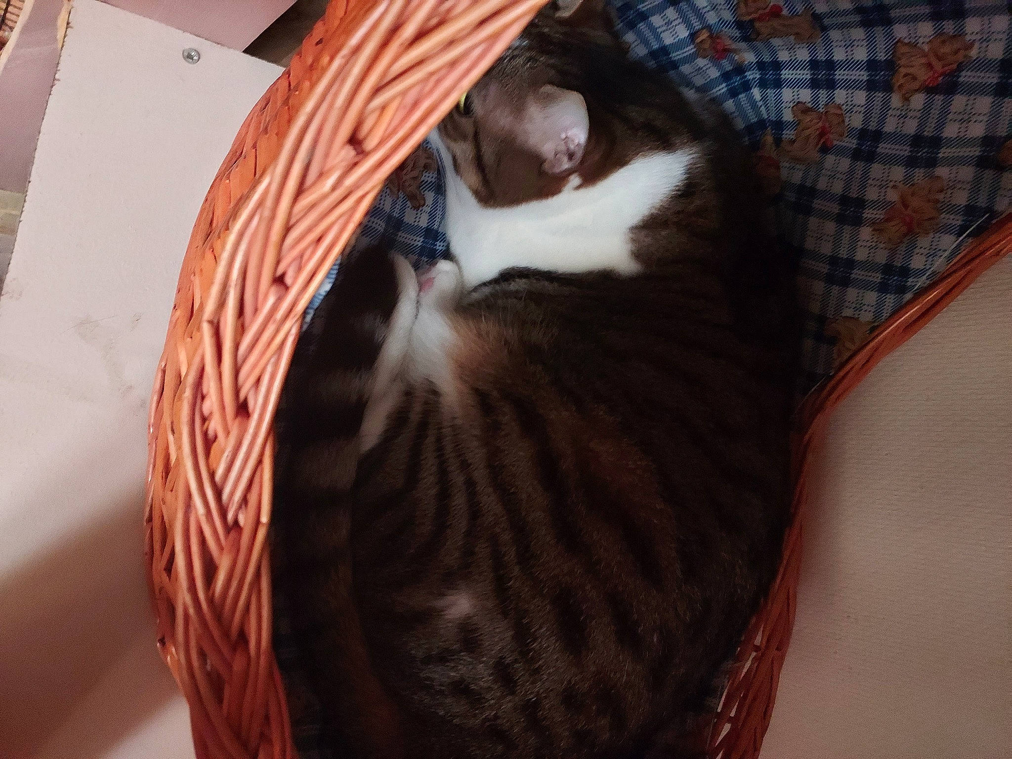 Gwada Et Gandja participe au concours pour gagner de l'argent avec cette photo : canidae, carnivore, cat, comfort, domestic_short_haired_cat, fawn, felidae, flooring, fur, hardwood, mammal, plaid, small_to_medium_sized_cats, snout, sporting_group, tail, tartan, whiskers, wood, wood_stain