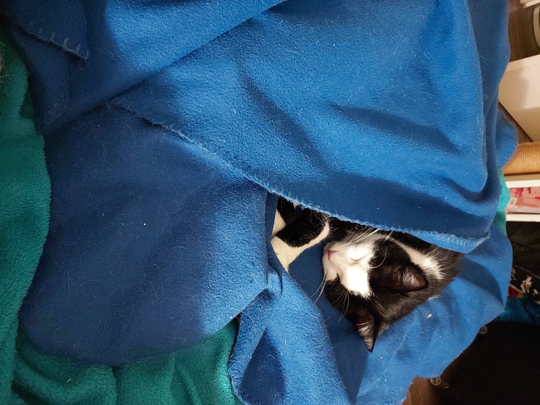 Gwada Et Gandja a rejoint le concours — aidez-le/la à gagner de superbes lots ! carnivore, cat, comfort, denim, electric_blue, felidae, formal_wear, grey, human_leg, pattern, sleeve, small_to_medium_sized_cats, snout, sporting_group, street_fashion, sunglasses, textile, tie, tints_and_shades, whiskers