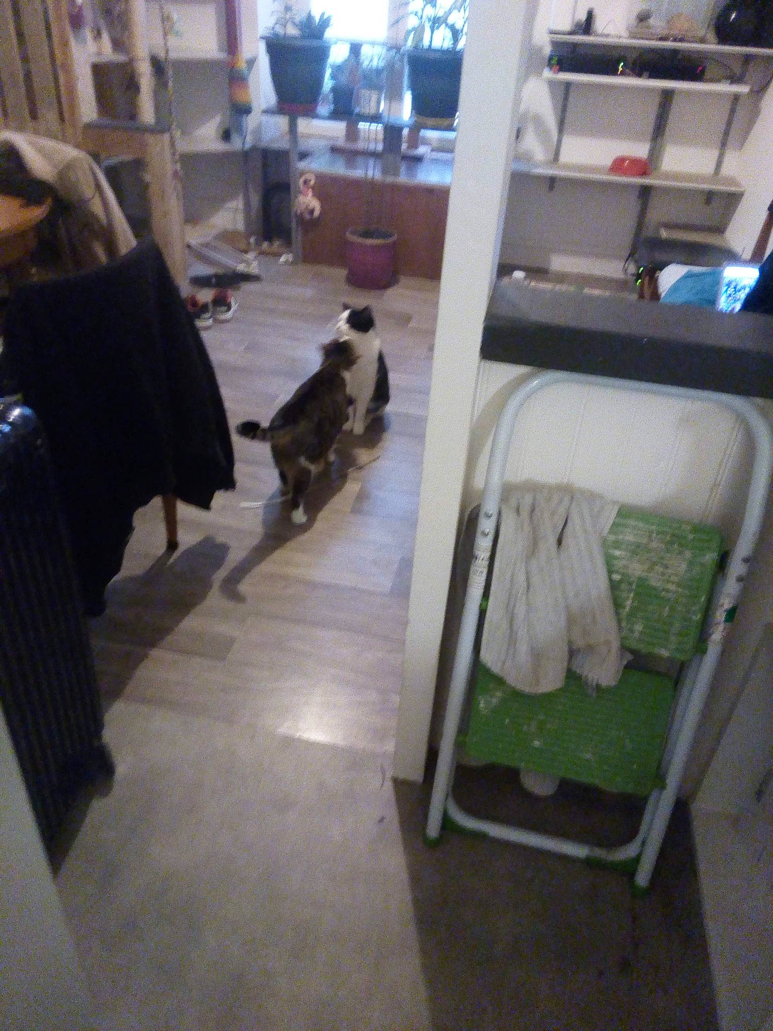 Gandja Et Gwada participe au concours pour gagner de l'argent avec cette photo : armrest, bag, carpet, cat, chair, comfort, companion_dog, felidae, floor, flooring, gas, hardwood, houseplant, luggage_and_bags, machine, room, shelf, small_to_medium_sized_cats, wood, wood_flooring