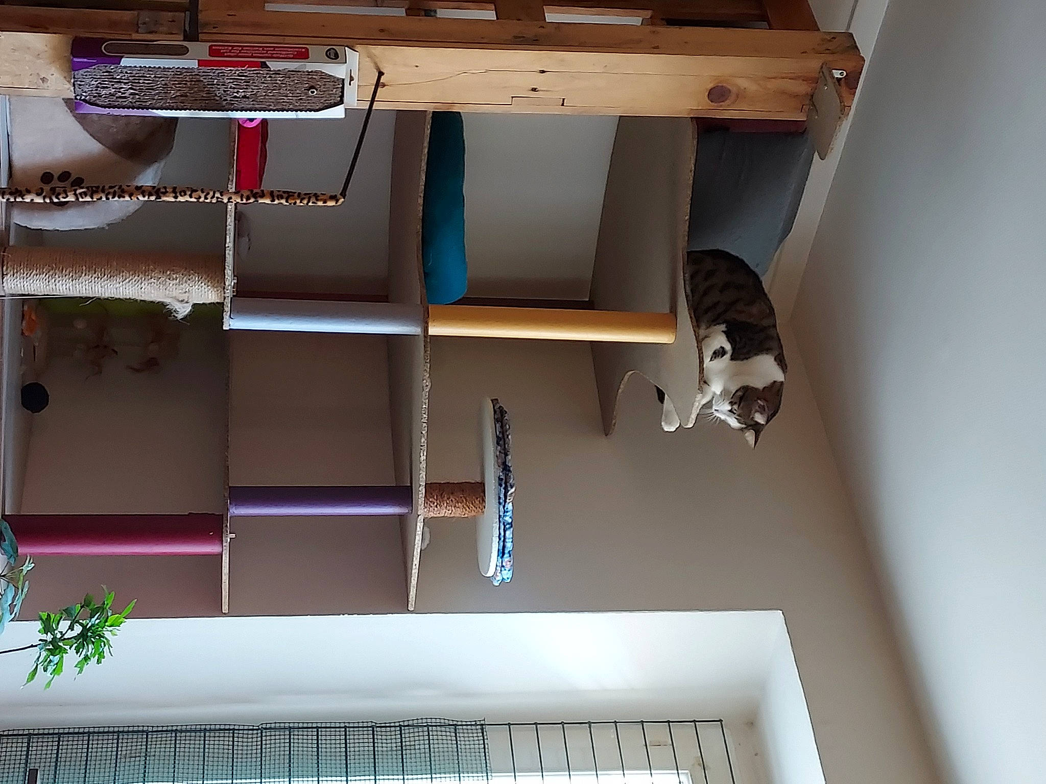 Gandja Et Gwada a rejoint le concours — aidez-le/la à gagner de superbes lots ! building, cabinetry, cat, computer_desk, felidae, flooring, hardwood, house, interior_design, line, metal, plant, plywood, rectangle, room, shelf, shelving, small_to_medium_sized_cats, stairs, wood