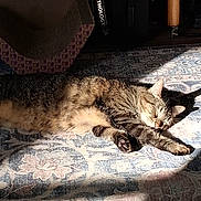 Pip is registered to the contest to win money with this photo: cat, tabby, sleeping, sunlight, rug, stretching, indoor, cozy, relaxation, furniture, book, cat_scratcher, patterned_rug, shadow, home, pet, fur, whiskers, paws, quiet