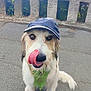 Snowsnow participe au concours pour gagner de l'argent avec cette photo : dog, canine, pet, cap, bandana, tongue, licking, outdoor, pavement, railing, greenery, fur, leash, sitting, animal, cute, portrait, friendly, daylight, nature