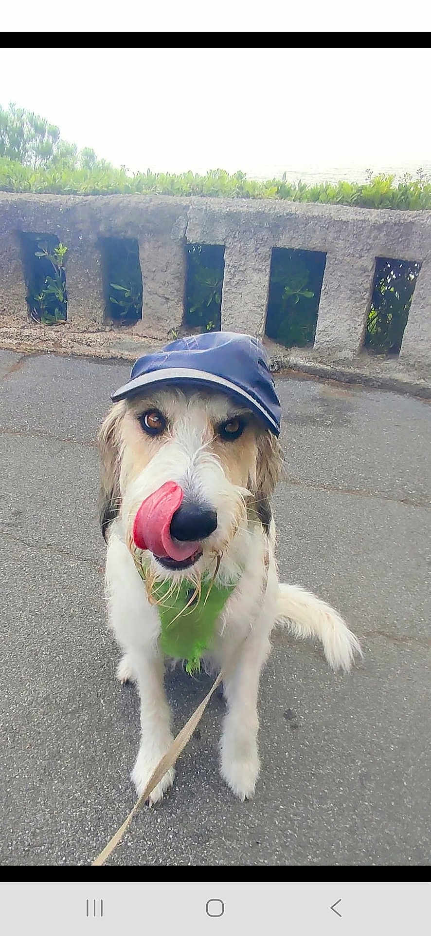 Snowsnow participe au concours pour gagner de l'argent avec cette photo : dog, canine, pet, cap, bandana, tongue, licking, outdoor, pavement, railing, greenery, fur, leash, sitting, animal, cute, portrait, friendly, daylight, nature