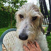 Snowsnow a rejoint le concours — aidez-le/la à gagner de superbes lots ! dog, close_up, outdoor, plastic_chair, hand, petting, fur, scruffy, garden, greenery, expression, animal, nature, face, nose, eyes, person_hand, summer, daylight, relaxation