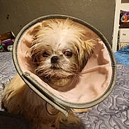 Miss Lily Rose is registered to the contest to win money with this photo: dog, shih_tzu, small_dog, pet, animal, cone, protective_collar, fluffy, fur, brown_and_white, face, eyes, nose, portrait, indoors, bed, blanket, home, veterinary, funny