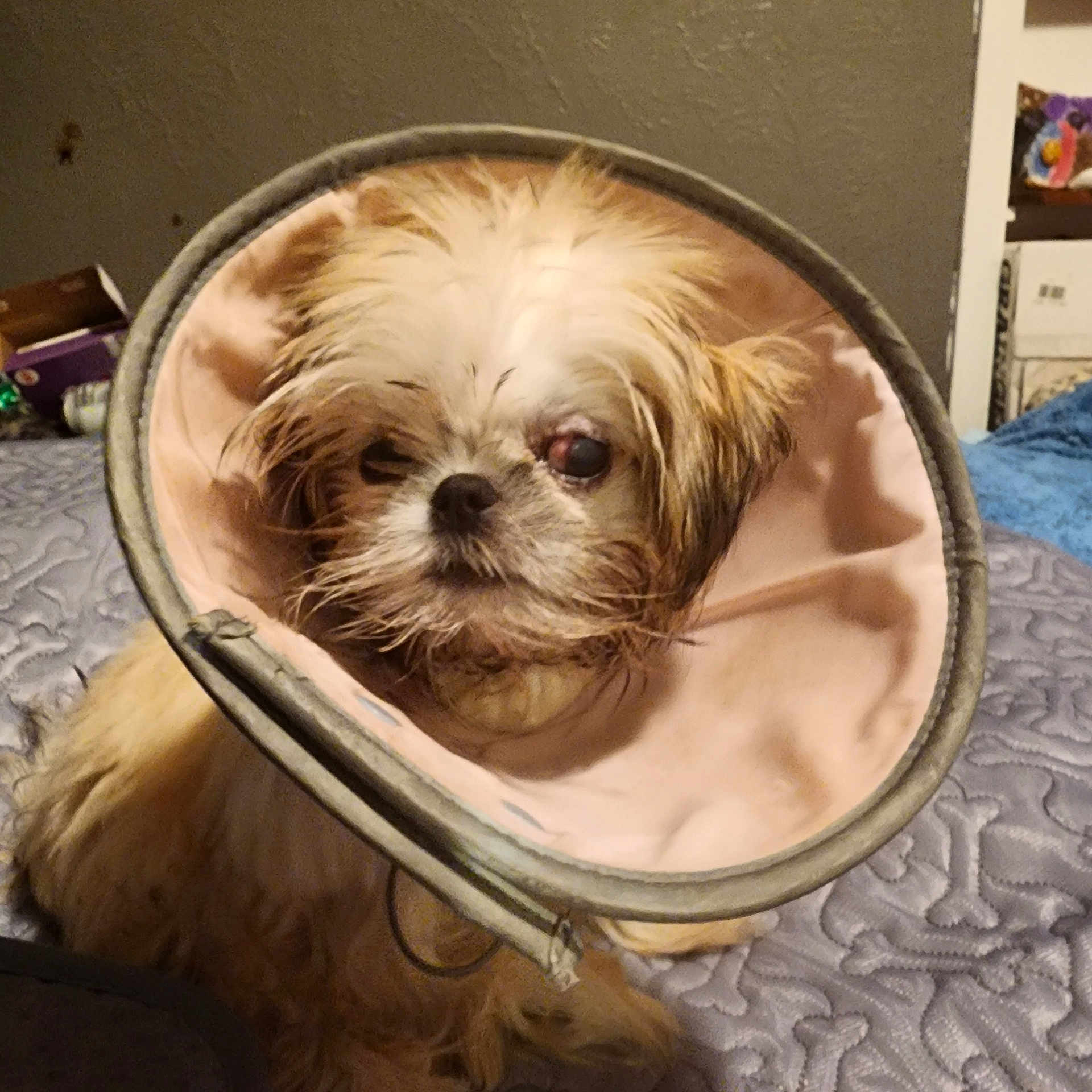 Miss Lily Rose is registered to the contest to win money with this photo: dog, shih_tzu, small_dog, pet, animal, cone, protective_collar, fluffy, fur, brown_and_white, face, eyes, nose, portrait, indoors, bed, blanket, home, veterinary, funny