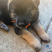 Odin joined the competition — help win amazing prizes! puppy, dog, german_shepherd, pet, collar, fur, paws, animal, cute, outdoor, stone_floor, closeup, young, sleepy, adorable, natural_light, black_fur, brown_fur, face, resting