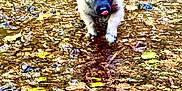 Ares is registered to the contest to win money with this photo: animal, black, brown, cute, dog, ears, fur, leaves, nature, outdoor, playful, puppy, rocks, shallow_water, small, stream, tongue, walking, water, young
