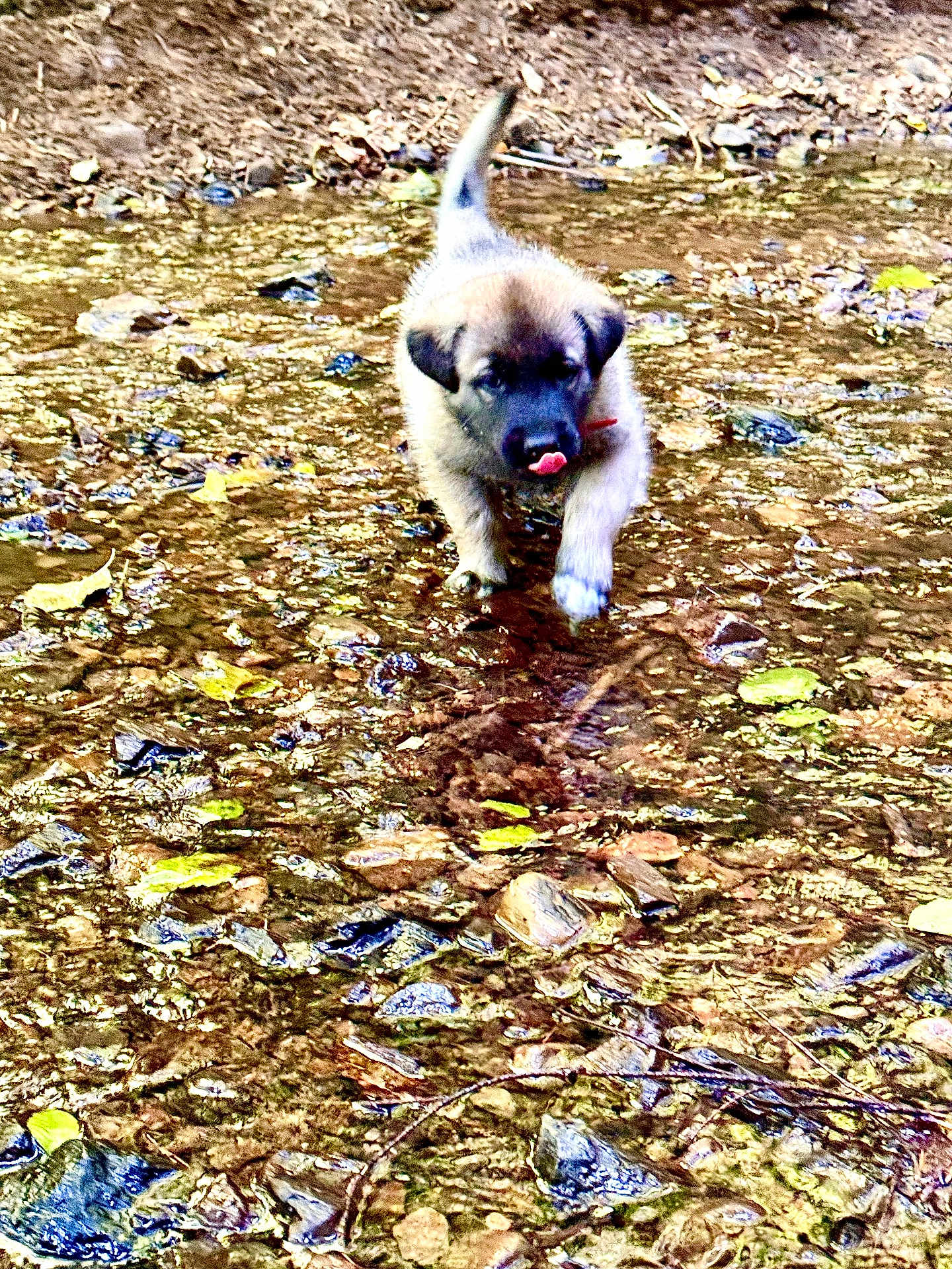 Ares is registered to the contest to win money with this photo: animal, black, brown, cute, dog, ears, fur, leaves, nature, outdoor, playful, puppy, rocks, shallow_water, small, stream, tongue, walking, water, young