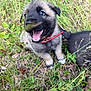 Ares is registered to the contest to win money with this photo: puppy, dog, grass, outdoor, nature, red_collar, happy, playful, young_animal, canine, fur, mouth_open, tongue, ears, pet, animal, field, greenery, summer, cute