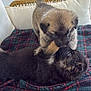 Ares is registered to the contest to win money with this photo: puppies, dogs, playful, blanket, plaid, cushion, outdoor, furniture, pet, animal, fur, cute, young, small, adorable, resting, tail, ears, snout, companions