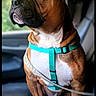 Duke is registered to the contest to win money with this photo: alert, animal, brown_dog, canine, car_interior, car_seat, close_up, dog, domestic_dog, harness, indoor, leash, looking_out_window, pet, seatbelt, short_fur, side_view, sitting, vehicle, white_paws