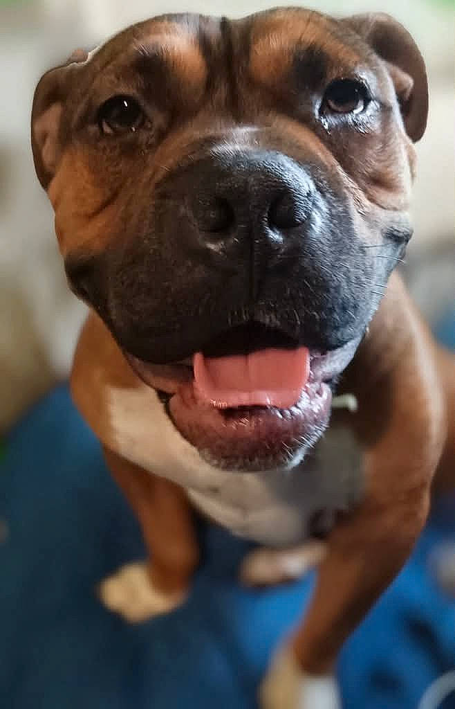 Duke