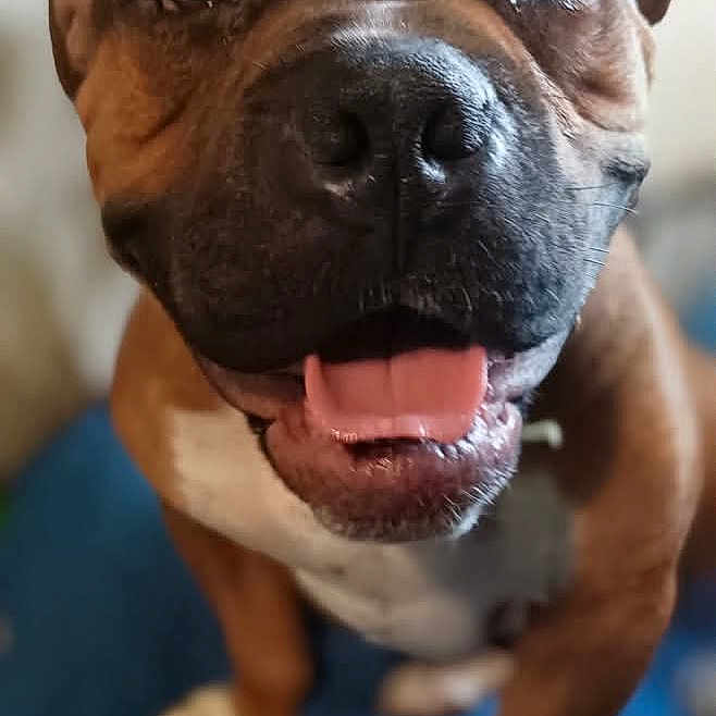 Duke