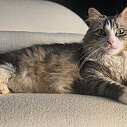 Saphir a rejoint le concours — aidez-le/la à gagner de superbes lots ! animal, cat, close_up, comfortable, couch, cozy, domestic_animal, feline, fluffy, fur, green_eyes, home, indoor, laying_down, pet, portrait, relaxed, soft_light, texture, whiskers