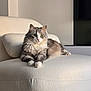 Saphir a rejoint le concours — aidez-le/la à gagner de superbes lots ! armchair, calm, cat, cozy, cream_color, domestic_animal, feline, fluffy, green_eyes, home_interior, indoor, natural_light, paws, pet, plush_furniture, quiet, relaxed, sitting, soft_texture, whiskers