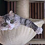 Saphir participe au concours pour gagner de l'argent avec cette photo : animal, cat, cat_tree, cozy, cute, feline, fluffy, fur, gray, green_eyes, hammock, home, indoor, mammal, paw, pet, relaxing, soft, stretching, white