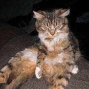 Keke joined the competition — help win amazing prizes! cat, tabby, fluffy, yellow_eyes, pet, animal, sitting, couch, relaxed, fur, whiskers, indoor, domestic_cat, cute, feline, portrait, expression, close_up, resting, household