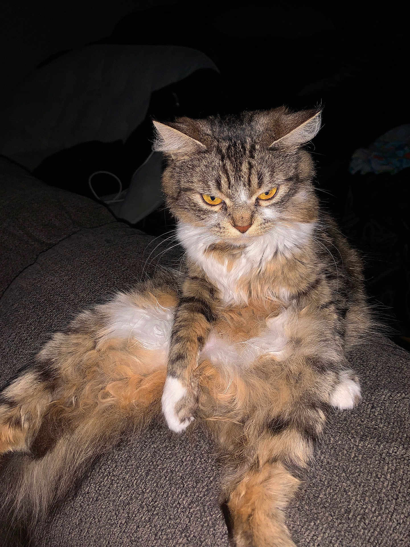 Keke joined the competition — help win amazing prizes! cat, tabby, fluffy, yellow_eyes, pet, animal, sitting, couch, relaxed, fur, whiskers, indoor, domestic_cat, cute, feline, portrait, expression, close_up, resting, household