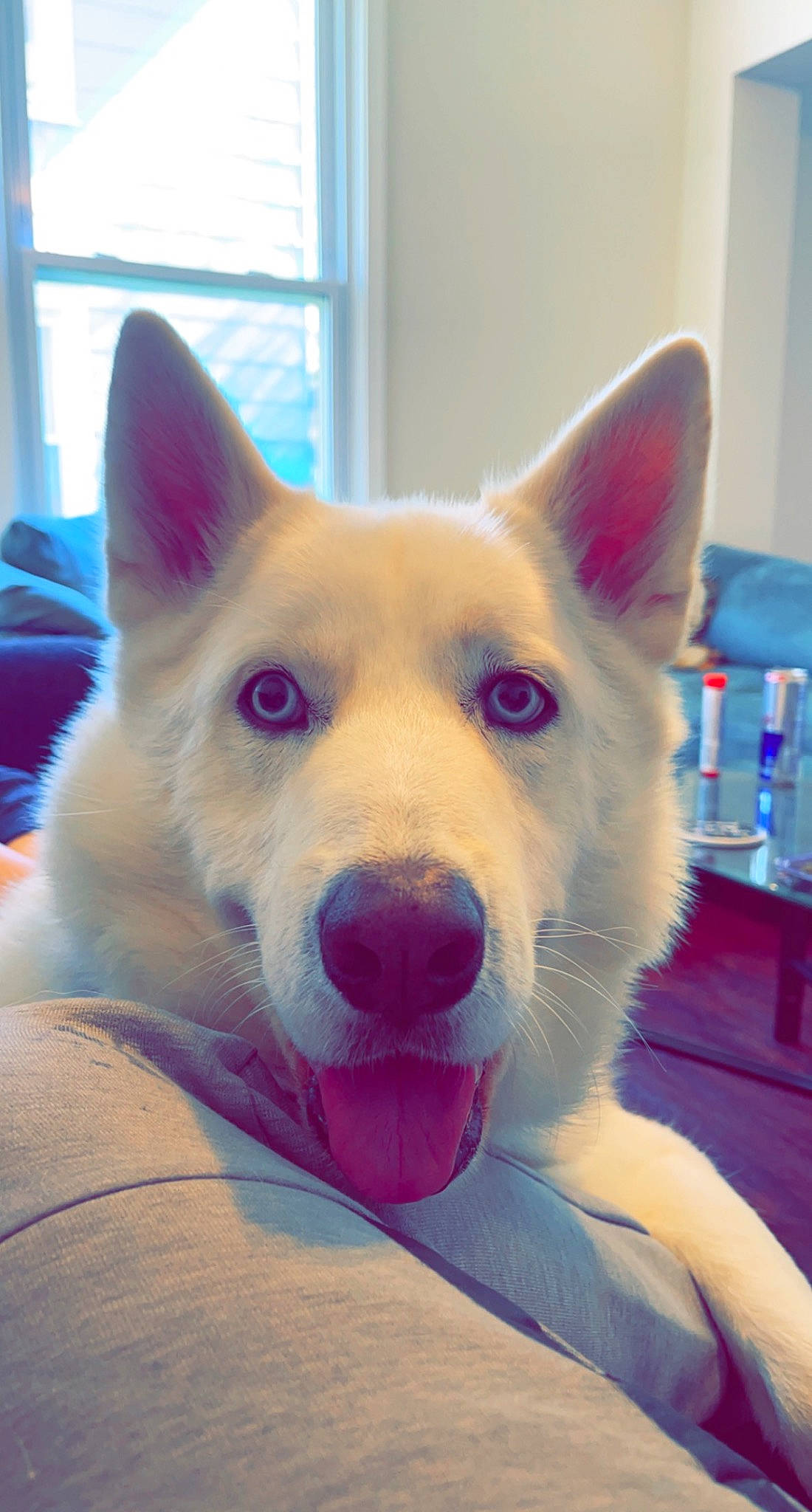 Ace is registered to the contest to win money with this photo: ancient_dog_breeds, canidae, carnivore, companion_dog, curtain, dog, dog_breed, ear, fawn, flooring, fur, jaw, non_sporting_group, snout, water_bottle, whiskers, window, window_blind, working_animal, working_dog