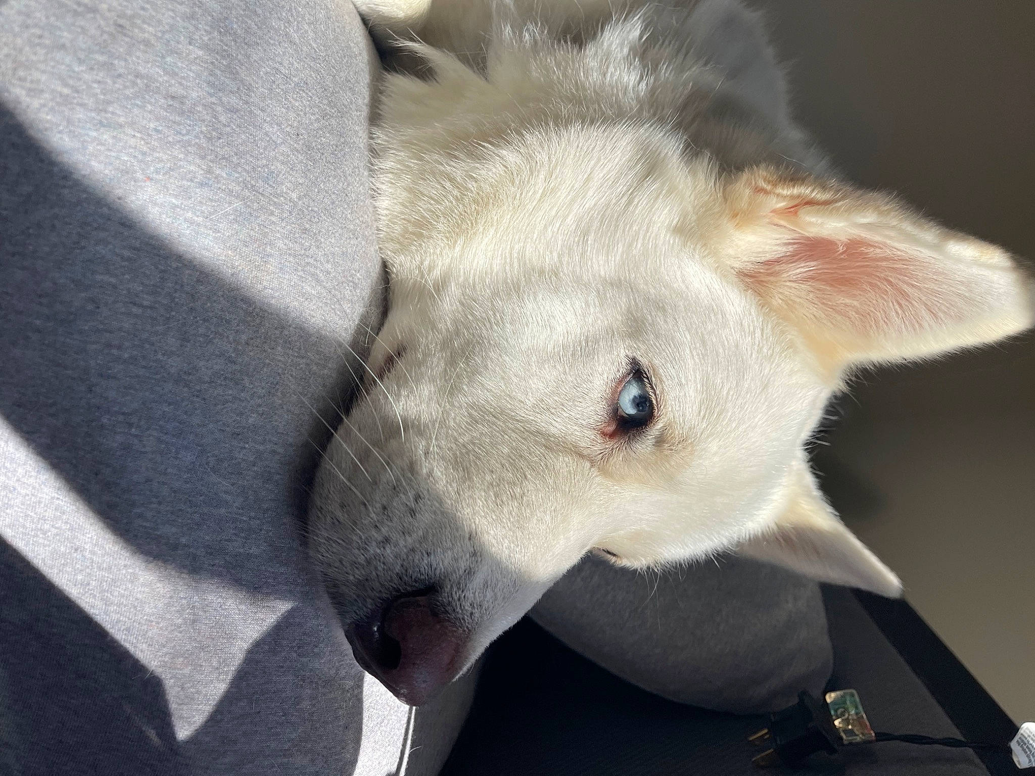 Ace joined the competition — help win amazing prizes! canidae, carnivore, comfort, dog, dog_breed, ear, fawn, felidae, fur, jaw, no_expression, non_sporting_group, small_to_medium_sized_cats, snout, sporting_group, tail, terrestrial_animal, whiskers, wildlife, working_animal