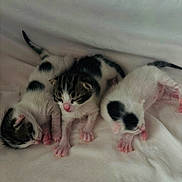 Charlie is registered to the contest to win money with this photo: kittens, cats, newborn, animals, baby_animals, black_and_white, fur, pink_paws, sleeping, huddled, litter, domestic_cats, cozy, blanket, soft_surface, indoor, close_up, adorable, young_animals, pet