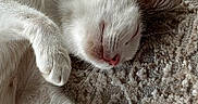 Charlie joined the competition — help win amazing prizes! cat, white_cat, sleeping, lying_down, pet, feline, whiskers, pink_nose, paws, fur, carpet, indoor, home, relaxed, nap, cute, close_up, portrait, soft_lighting, fluff