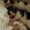 Charlie joined the competition — help win amazing prizes! kittens, cats, newborn, sleeping, sleepy, tabby, white_fur, black_fur, snuggling, cuddling, closeup, portrait, animal, pet, furry, fluffy, whiskers, pink_noses, paws, cozy
