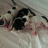 Charlie joined the competition — help win amazing prizes! kittens, cats, newborn, sleeping, black_and_white, white_fur, black_fur, pink_nose, tiny_paws, litter, animals, pet, cuddling, lying_down, blanket, bed, indoors, cute, furry, resting