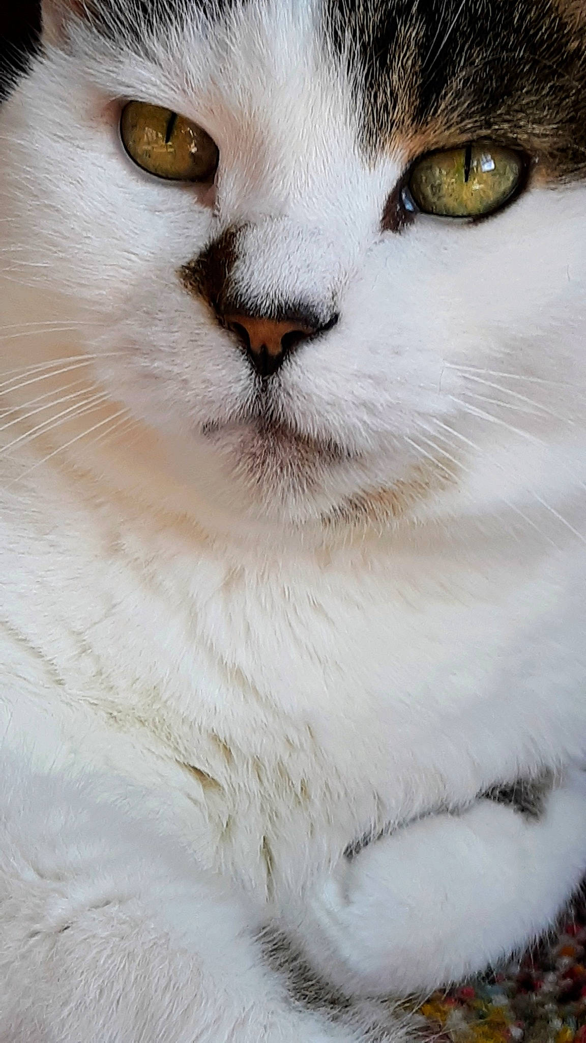 Muffin is registered to the contest to win money with this photo: carnivore, cat, domestic_short_haired_cat, eye, felidae, fur, iris, photography, plant, small_to_medium_sized_cats, snout, terrestrial_animal, whiskers, window