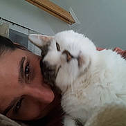 Muffin joined the competition — help win amazing prizes! cat, person, pet, cuddle, affectionate, fluffy, white_cat, brown markings, whiskers, feline, face, portrait, bed, bedroom, pillow, blanket, indoors, cozy, close_up, relaxed