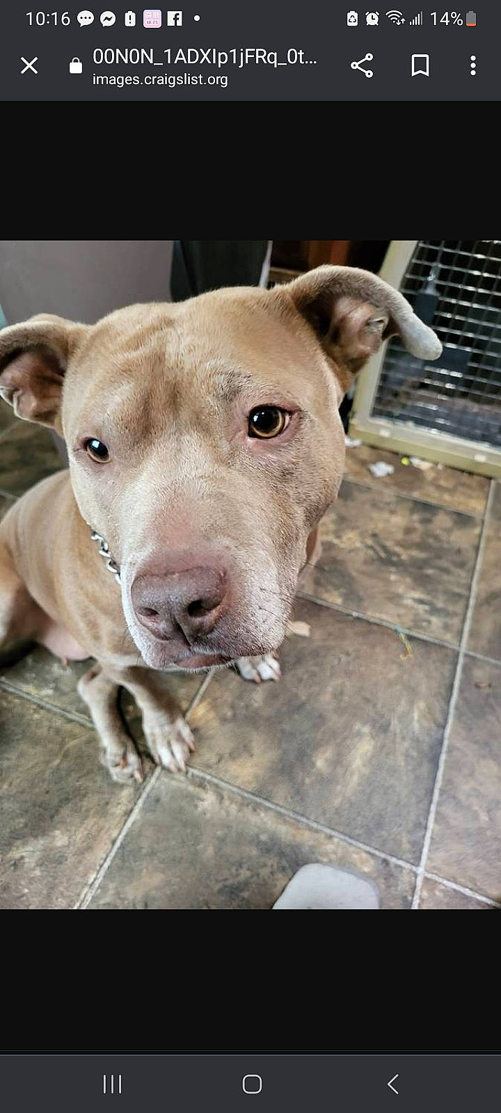 Rose is registered to the contest to win money with this photo: carnivore, collar, companion_dog, dog, dog_breed, dog_supply, fawn, metal, non_sporting_group, pet_supply, snout, sporting_group, terrestrial_animal, whiskers, working_animal