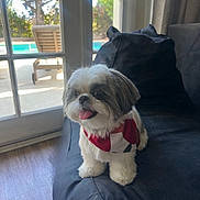Muffin is registered to the contest to win money with this photo: dog, shih_tzu, small_dog, pet, canine, fluffy, white_fur, brown_fur, tongue_out, sitting, bandana, collar, couch, indoor, window, sunlight, backyard, swimming_pool, portrait, happy