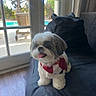 dog, shih_tzu, small_dog, pet, canine, fluffy, white_fur, brown_fur, tongue_out, sitting, bandana, collar, couch, indoor, window, sunlight, backyard, swimming_pool, portrait, happy