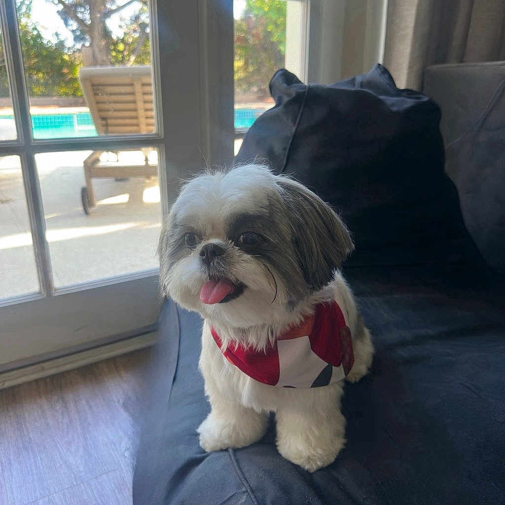 Muffin is registered to the contest to win money with this photo: dog, shih_tzu, small_dog, pet, canine, fluffy, white_fur, brown_fur, tongue_out, sitting, bandana, collar, couch, indoor, window, sunlight, backyard, swimming_pool, portrait, happy