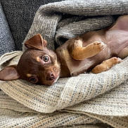 Alba participe au concours pour gagner de l'argent avec cette photo : puppy, dog, brown_dog, small_dog, lying_down, belly_up, cute, portrait, close_up, face, eyes, ears, paws, nose, blanket, knitted_fabric, cozy, indoors, couch, relaxed