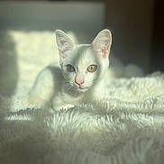 Oscar a rejoint le concours — aidez-le/la à gagner de superbes lots ! alert_eyes, animal, cat, close_up, cozy, cute, domestic_cat, feline, fluffy_blanket, fur, indoor, pet, pink_nose, portrait, relaxed, resting, soft_texture, sunlight, whiskers, white_cat