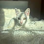 alert_eyes, animal, cat, close_up, cozy, cute, domestic_cat, feline, fluffy_blanket, fur, indoor, pet, pink_nose, portrait, relaxed, resting, soft_texture, sunlight, whiskers, white_cat