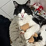 Aimy a rejoint le concours — aidez-le/la à gagner de superbes lots ! cat, black_and_white, fluffy, longhaired, tuxedo_cat, pet, animal, feline, green_eyes, pink_nose, whiskers, pointed_ears, sitting, lying_down, hugging, teddy_bear, plush_toy, shaggy_cushion, indoor, tile_background