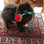 Vigo participe au concours pour gagner de l'argent avec cette photo : adorable, animal, black_dog, companion, cute, dog, domestic, floor, fluffy, indoor, looking, mouth_holding, patterned_rug, pet, playful, plush_rose, rug, standing, toy, wooden_chair