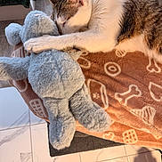 Loki a rejoint le concours — aidez-le/la à gagner de superbes lots ! cat, sleeping, stuffed_toy, plush, blanket, orange_blanket, paw_prints, bone_pattern, indoor, tile_floor, cozy, pet, fur, relaxed, cute, animal, resting, soft_toy, home, comfort