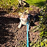 Loki participe au concours pour gagner de l'argent avec cette photo : cat, harness, leash, outdoor, garden, rocks, greenery, ivy, sunlight, shadow, animal, pet, curious, nature, plant, feline, resting, daylight, closeup, colorful