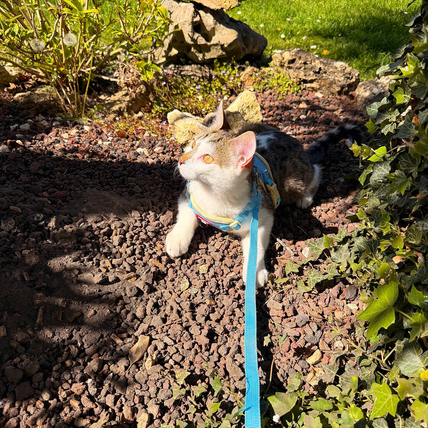 Loki participe au concours pour gagner de l'argent avec cette photo : cat, harness, leash, outdoor, garden, rocks, greenery, ivy, sunlight, shadow, animal, pet, curious, nature, plant, feline, resting, daylight, closeup, colorful