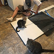 Archie is registered to the contest to win money with this photo: man, person, cat, tabby_cat, grey_cat, pets, indoor, kitchen, floor_tiles, tile_floor, home_improvement, window_screen, screen_frame, sitting, looking_up, cap, socks, tools, curious, household