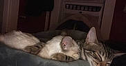 Archie joined the competition — help win amazing prizes! air_conditioner, bedroom, blanket, cat, closeup, cozy, door, fur, household, indoor, kitten, low_light, night, pet, pet_bed, resting, sleeping, two_animals, whiskers, window