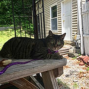 Davy joined the competition — help win amazing prizes! cat, tabby_cat, green_eyes, collar, leash, wooden_table, outdoor, yard, grass, house, door, fence, sunlight, shadows, rocks, bricks, nature, pet, animal, relaxing