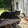 animal, bricks, cat, collar, door, fence, grass, green_eyes, house, leash, nature, outdoor, pet, relaxing, rocks, shadows, sunlight, tabby_cat, wooden_table, yard