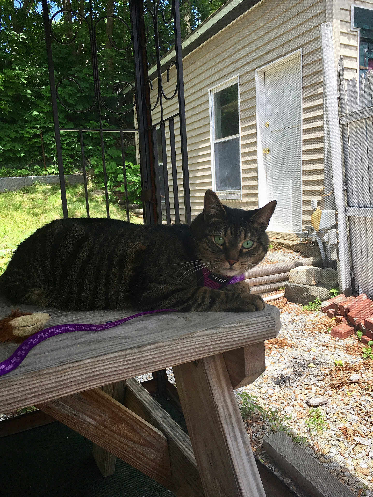 Davy joined the competition — help win amazing prizes! cat, tabby_cat, green_eyes, collar, leash, wooden_table, outdoor, yard, grass, house, door, fence, sunlight, shadows, rocks, bricks, nature, pet, animal, relaxing