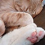 Sammy joined the competition — help win amazing prizes! cat, sleeping_cat, paw, paw_pads, pink_paws, toe_beans, cream_fur, close_up, nap, pet, indoor, cozy, couch, whiskers, ear, resting, domestic_cat, cute, soft, portrait