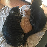 Sammy is registered to the contest to win money with this photo: cat, cats, tabby_cat, orange_cat, black_cat, kitten, cuddling, blanket, bed, bookshelf, hardwood_floor, paw, tail, fur, pet, nap, indoor, cozy, sleeping, domestic_animal